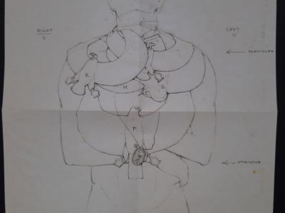 ZeichnungdesMumien_ThoraxvonCarter_Exponat16